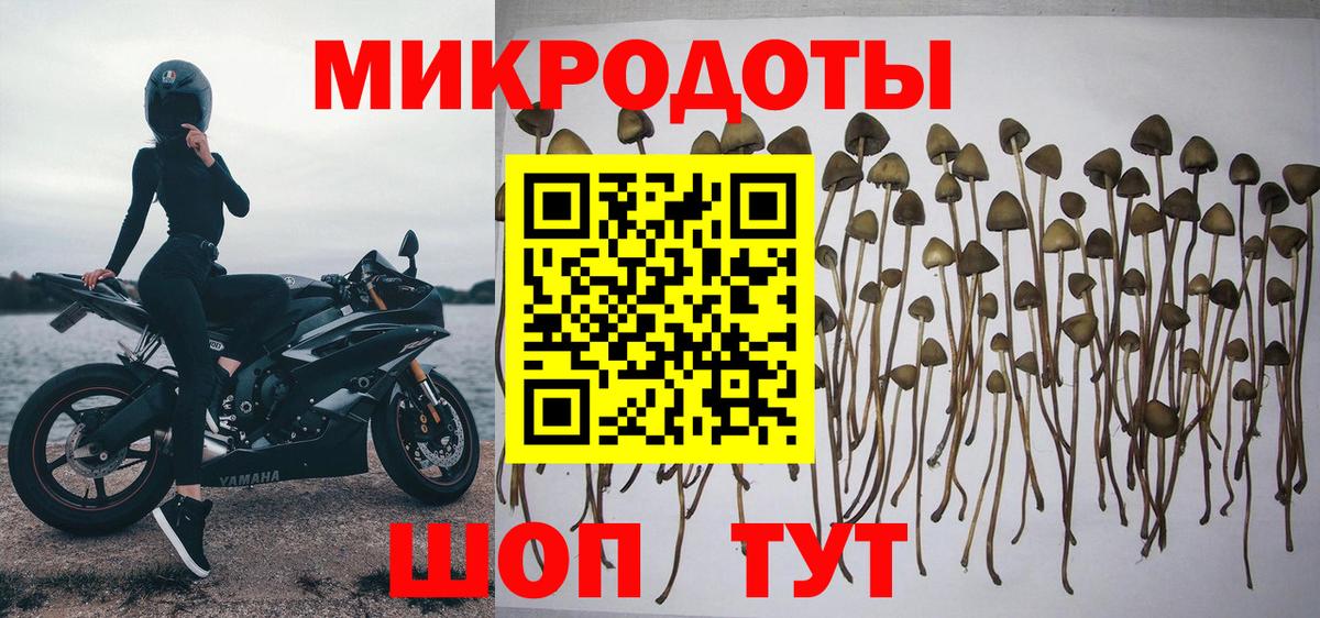 Галлюциногенные грибы Cubensis Тайшет